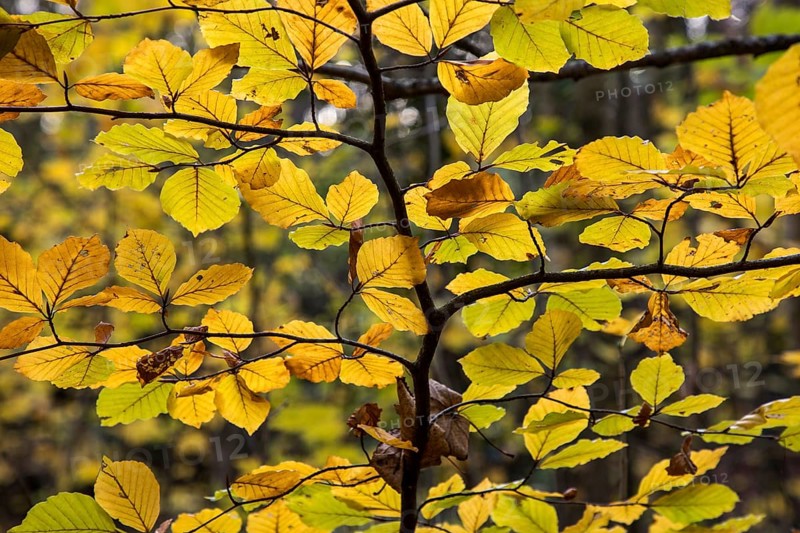 Autumnal leaves in backlight, Darßwald, Fischland-Darß-Zingst, Western Pomerania Lagoon Area National Park, Mecklenburg-Western Pomerania, Germany