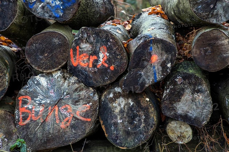 Felled tree trunks lie on the side of the road, marked with paint, Darßwald, Fischland-Darß-Zingst, Western Pomerania National Park, Mecklenburg-Western Pomerania, Germany