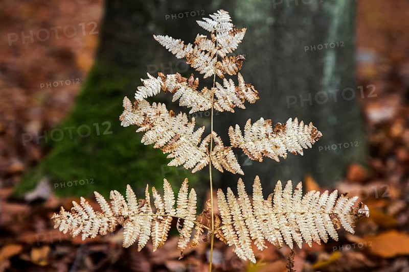 Brown wilted fern leaf, Darßwald, Fischland-Darß-Zingst, Western Pomerania Lagoon Area National Park, Mecklenburg-Western Pomerania, Germany
