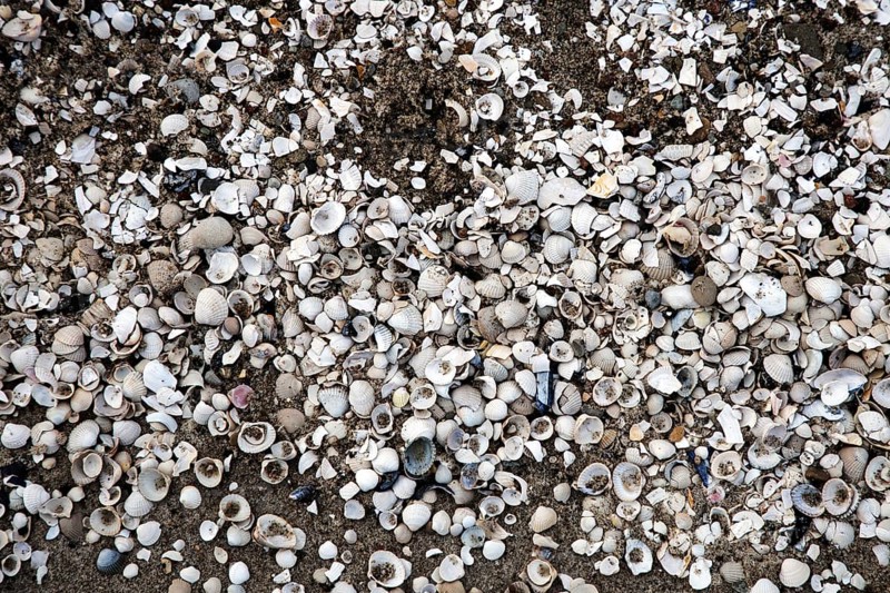Mussel shells in the sand, Weststrand Darß, Baltic Sea, Fischland-Darß-Zingst, Western Pomerania Lagoon Area National Park, Mecklenburg-Western Pomerania, Germany