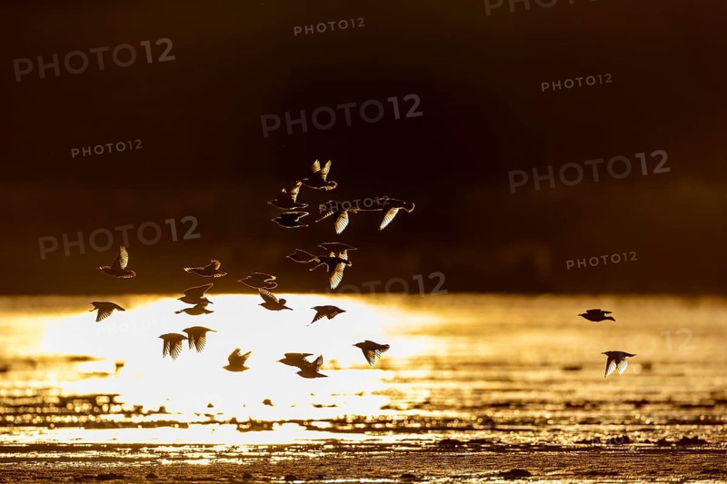 A small flock of starlings (Sturnus vulgaris) backlit, evening light, reflection, Germany
