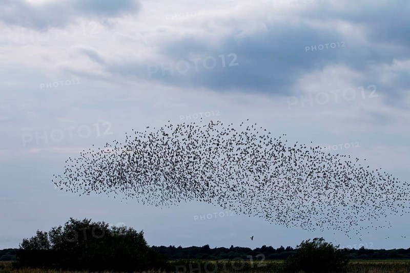 The sparrowhawk (Accipiter nisus) directly below the flock of starlings (Sturnus vulgaris) waiting for a favourable opportunity, autumn migration, spring migration, bird migration, assembly point, flight formation, bird of prey, prey, predator, hunt, pursue, Germany
