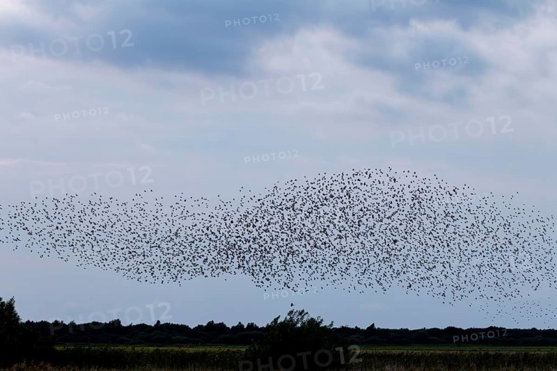Directly below the flock of starlings (Sturnus vulgaris) follows a sparrowhawk (Accipiter nisus), autumn migration, spring migration, bird migration, assembly point, flight formation, bird of prey, prey, predator, hunt, pursue, Germany