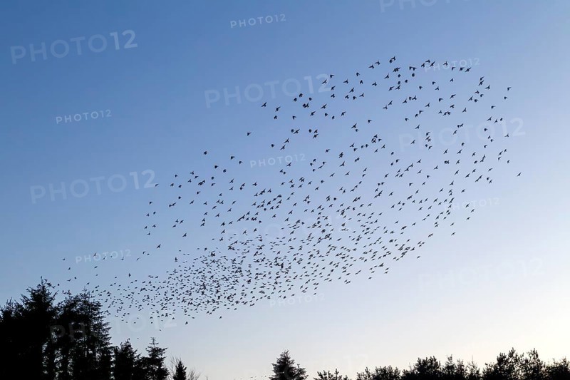 Flock of starlings (Sturnus vulgaris) directly above the roost, flock of birds, autumn migration, spring migration, bird migration, assembly point, flight formation, Germany