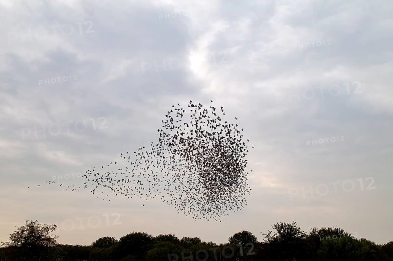 The flight formations of large flocks of starlings (Sturnus vulgaris) are a fascinating natural spectacle, here the flight pattern bulb, autumn migration, spring migration, bird migration, assembly point, flight formation, Germany