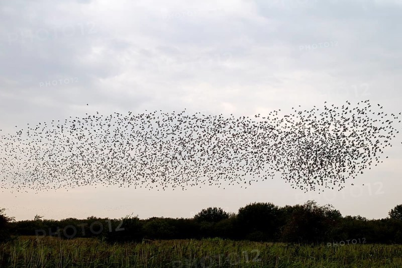 This flight formation of a flock of starlings (Sturnus vulgaris) resembles a comet, autumn migration, spring migration, bird migration, assembly point, flight formation, Germany