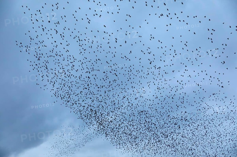 Starlings (Sturnus vulgaris) gather over the roost, autumn migration, spring migration, bird migration, assembly point, flight formation, Denmark