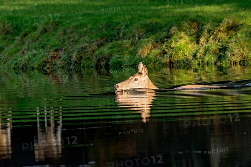 Female red deer (Cervus elaphus), wild deer, doe bathing, swimming on the bank of a pond at the edge of the forest, reflection in the evening light, Vogelsberg, Kälberbachteich, Büdingen Wildlife Park, Wetterau, Hesse, Germany