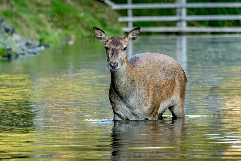Female red deer (Cervus elaphus), bare deer, doe bathing in pond, Vogelsberg, Kälberbachteich, Büdingen Wildlife Park, Wetterau, Hesse, Germany