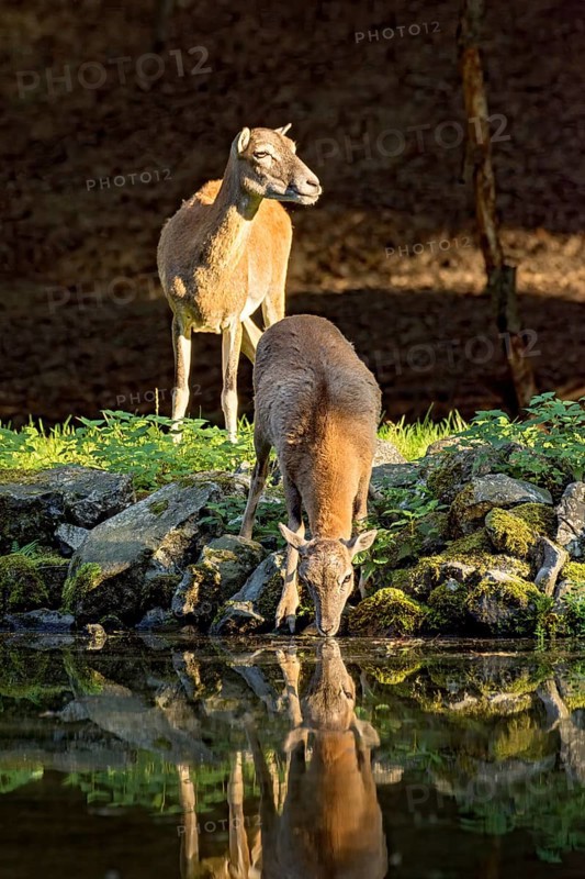 European mouflon (Ovis gmelini musimon), female, mouflon, mouflon drinking water from pond on basalt rock bank at forest edge, reflection in evening light, Vogelsberg, Kälberbachteich, Wildpark Büdingen, Wetterau, Hesse, Germany