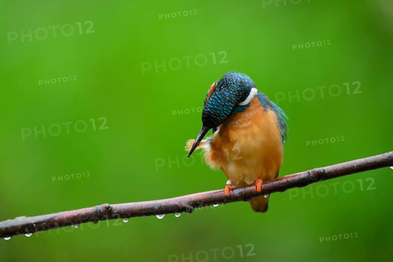 A kingfisher (Alcedo Matthis) sits quietly on a branch while grooming its feathers surrounded by greenery and drops, East Westphalia, North Rhine-Westphalia, Germany