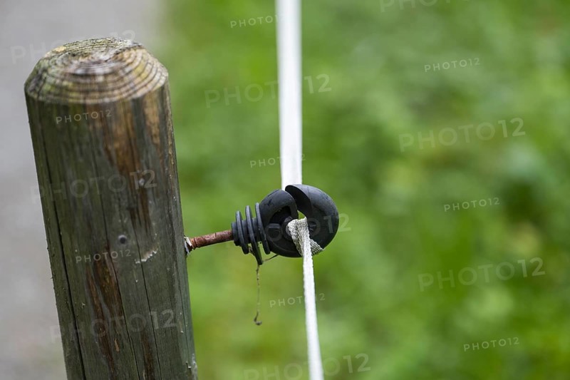 Insulator on an electric fence, willow fence, detail, Upper Bavaria, Bavaria, Germany