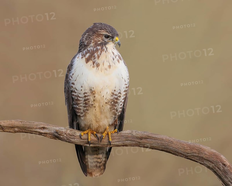 Buzzard (Buteo buteo) sitting attentively on a branch, wildlife, animals, birds, bird of prey, nature photography, Siegerland, North Rhine-Westphalia, Germany
