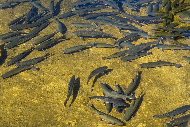 Trout in the pond, Kreuth fishing, Herzogliche Fischzucht Wildbad Kreuth, Tegernsee Valley, Upper Bavaria, Bavaria, Germany