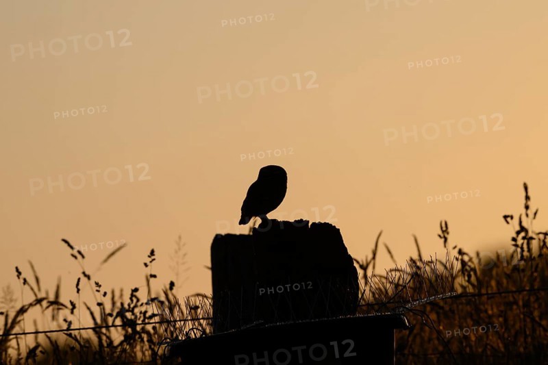 A tranquil bird silhouette stonecrop (Athene noctua) at sunset on a post with grass, owl in shadow sitting on a post at sunset, surrounded by vegetation. Calm atmosphere, Wiehengebirge, Lower Saxony, Germany