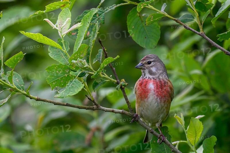 A linnet (Linaria cannabina) with a red breast sitting on a green branch against a lush background, Dümmerniederung, Lower Saxony, Germany