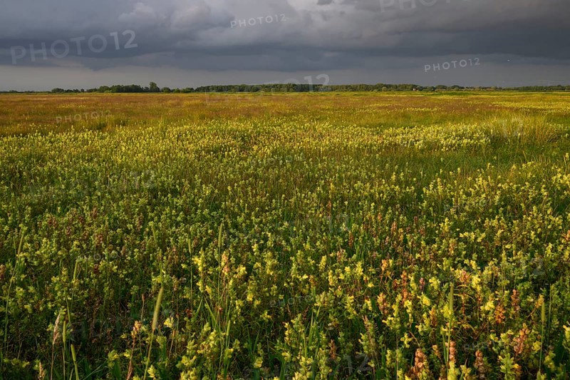 Wet meadow with flowering rattle pot (Rhinanthus spec.) in warm light under a partly cloudy sky, Ochsenmoor, Dümmerniederung, Lower Saxony, Germany