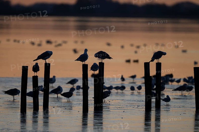 Black-headed gulls (Larus ridibundus) Birds on posts in the water at sunset, soft light, calm atmosphere, Lake Dümmer, Lembruch, Lower Saxony, Germany
