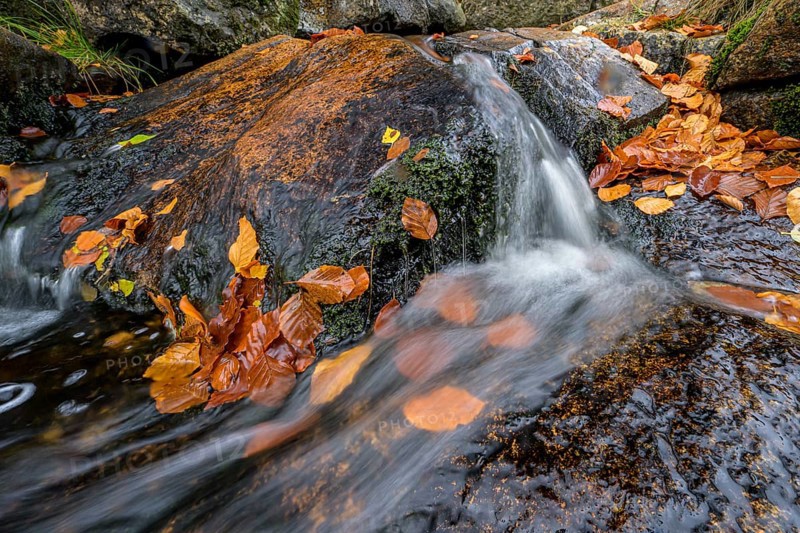 River Bode flows over smooth-cut rocks with autumn colors, autumn colors in the Bodetal nature reserve in the Harz National Park, Königskrug, Braunlage, Lower Saxony, Germany
