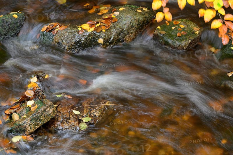 Autumn colors on the Bode River in the Bodetal Nature Reserve in the Harz National Park, Königskrug, Braunlage, Lower Saxony, Germany
