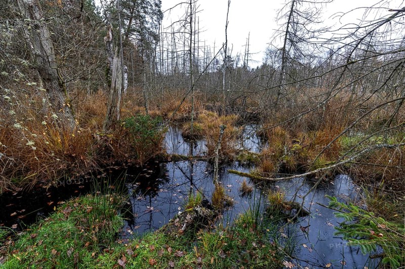 Moorland with dead trees in Osterwald, Zingst, Fischland-Darß-Zingst, Western Pomerania Lagoon Area National Park, Mecklenburg-Western Pomerania, Germany