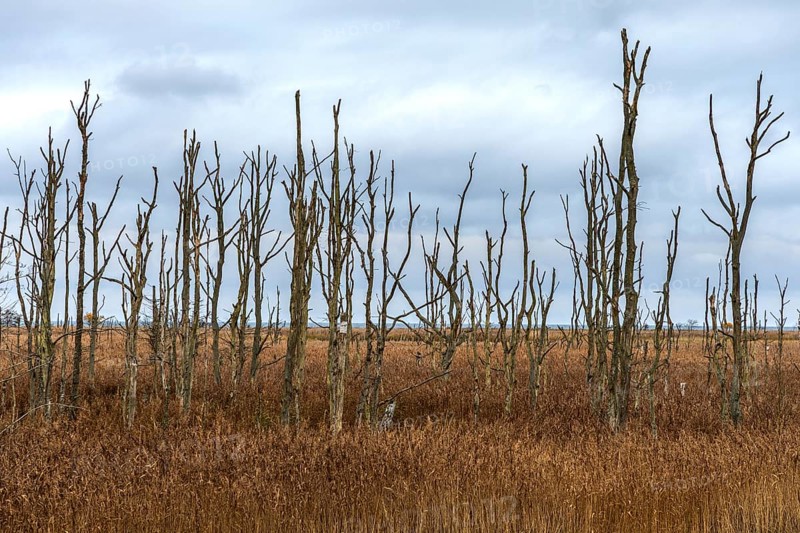Dead trees, Osterwald, Zingst, Fischland-Darß-Zingst, Western Pomerania Lagoon Area National Park, Mecklenburg-Western Pomerania, Germany