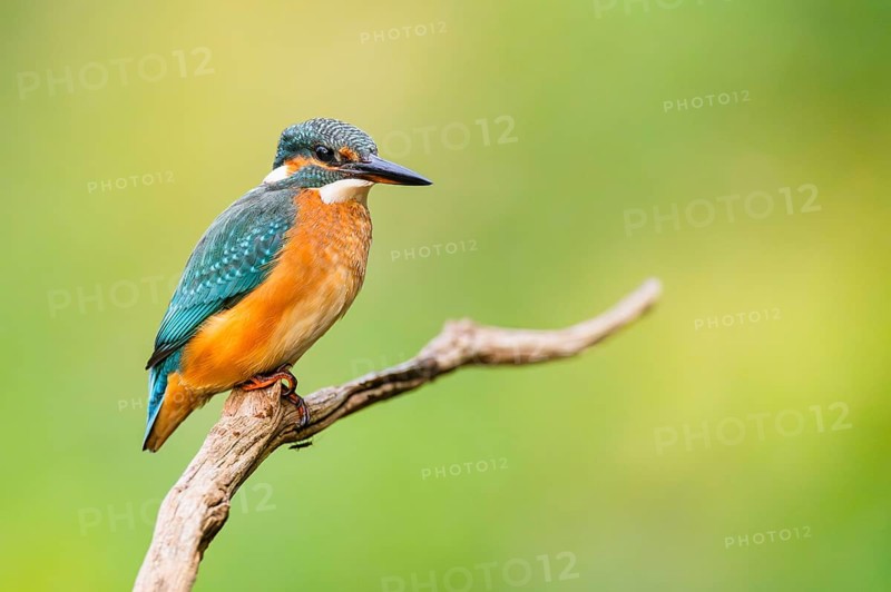 Common kingfisher (Alcedo atthis) sitting on an old wooden branch in late summer, wildife, Bavaria, Germany