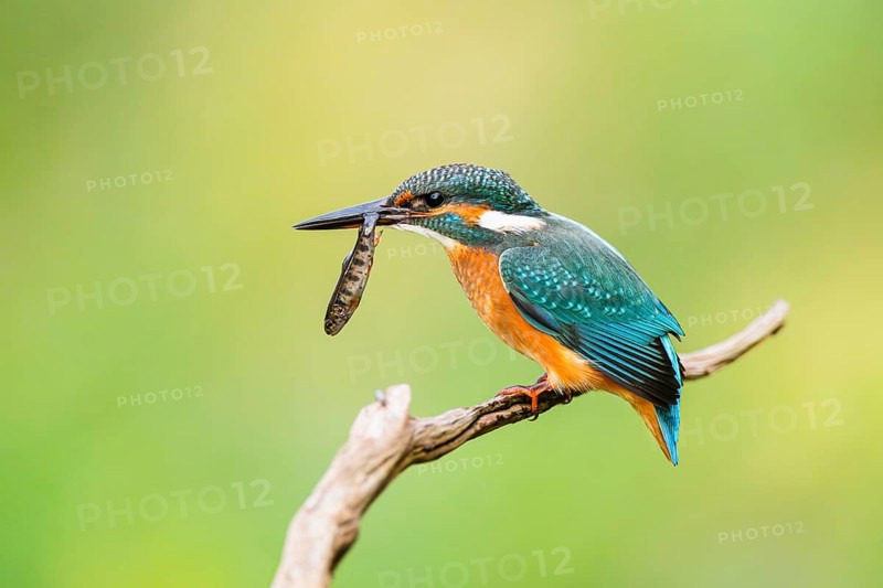 Common kingfisher (Alcedo atthis) sitting on an old wooden branch eating his fresh cought fish in late summer, wildife, Bavaria, Germany