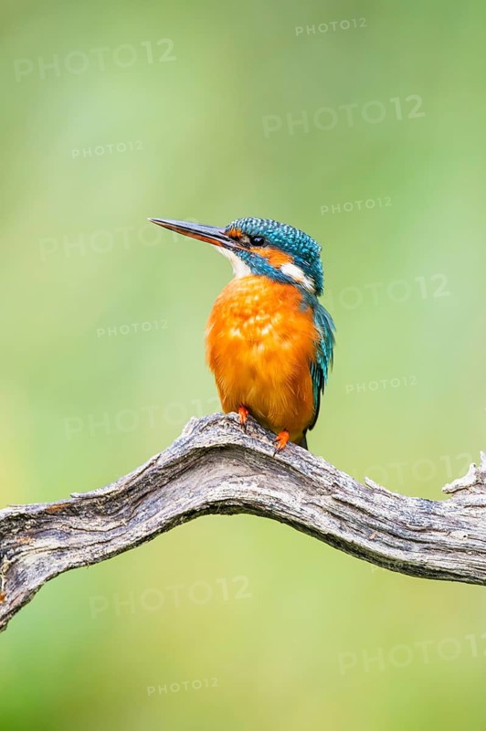 Common kingfisher (Alcedo atthis) sitting on an old wooden branch in late summer, wildife, Bavaria, Germany