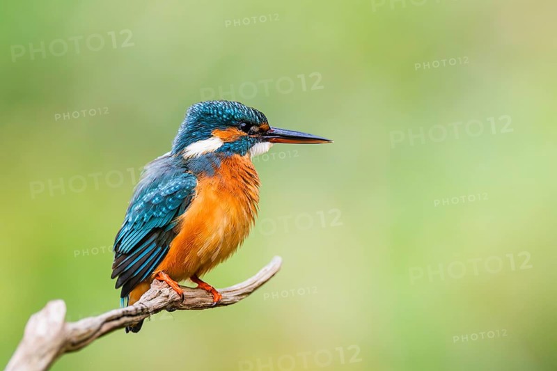 Common kingfisher (Alcedo atthis) sitting on an old wooden branch in late summer, wildife, Bavaria, Germany
