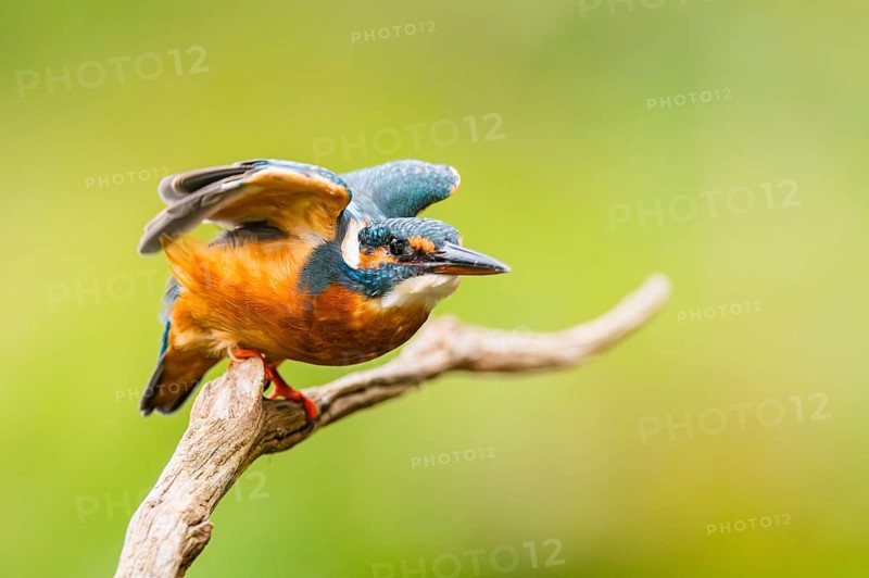 Common kingfisher (Alcedo atthis) flying away from an old wooden branch in late summer, wildife, Bavaria, Germany