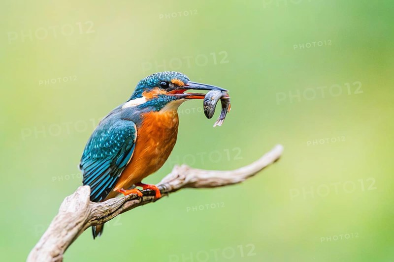 Common kingfisher (Alcedo atthis) sitting on an old wooden branch eating his fresh cought fish in late summer, wildife, Bavaria, Germany