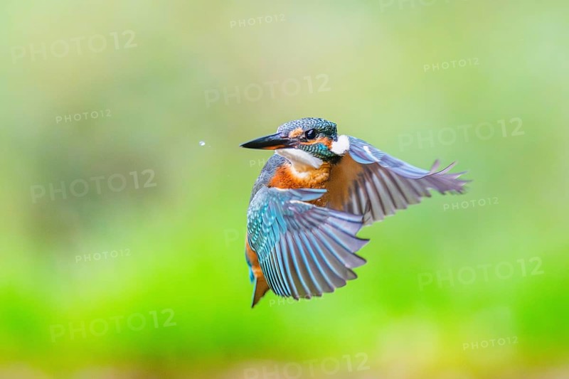 Common kingfisher (Alcedo atthis), flying, wildife, Bavaria, Germany