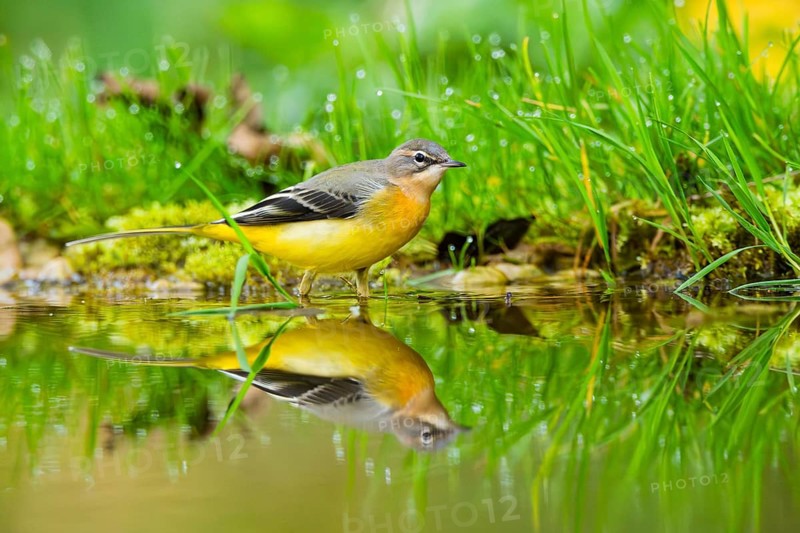 Grey Wagtail (Motacilla cinerea) hunting at a little lake in a swamp, wildlife, Germany