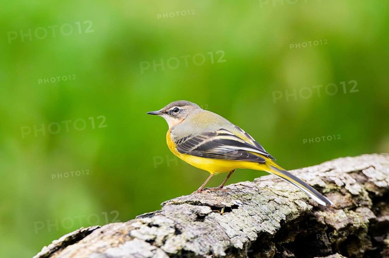 Grey Wagtail (Motacilla cinerea) sitting on an old wood, wildlife, Germany