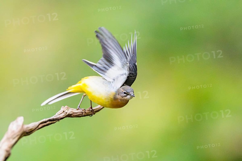 Grey Wagtail (Motacilla cinerea) starts flying, wildlife, Germany