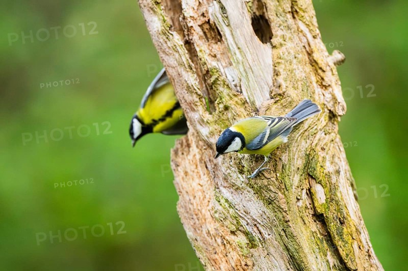 Great tit (Parus major) sitting on an old wrotten tree trunk at a swamp, Bavaria, Germany