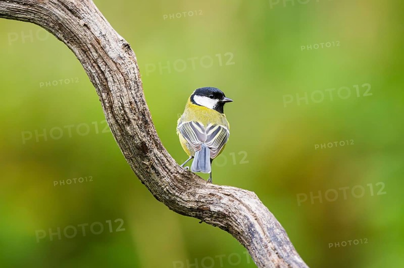 Great tit (Parus major) sitting on an old wood at a swamp, Bavaria, Germany
