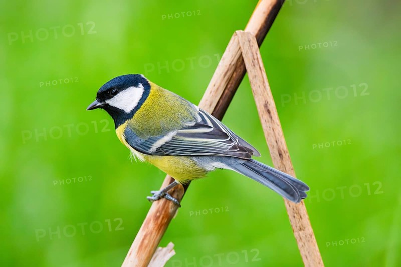 Great tit (Parus major) sitting on stem of a reed at a swamp, Bavaria, Germany