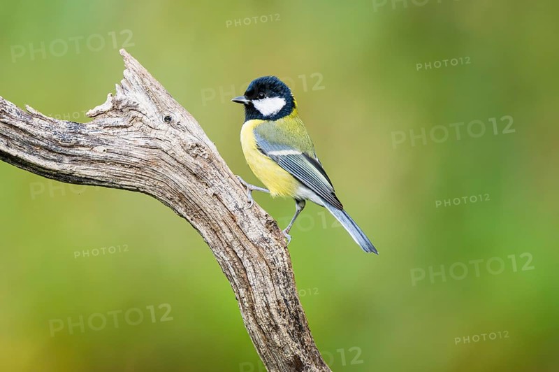 Great tit (Parus major) sitting on an old wood at a swamp, Bavaria, Germany
