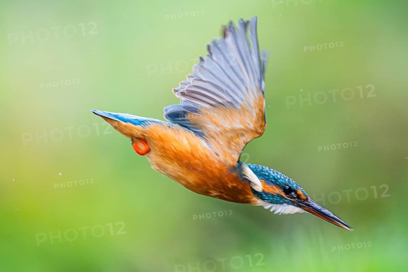 Common kingfisher (Alcedo atthis) flying into the water hunting for fish in late summer, wildife, Bavaria, Germany