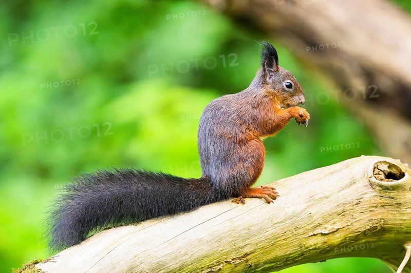 Red squirrel (Sciurus vulgaris) sitting on an old wrotten tree trunk in a forest, Bavaria, Gernany