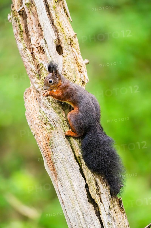 Red squirrel (Sciurus vulgaris) sitting on an old wrotten tree trunk in a forest, Bavaria, Gernany