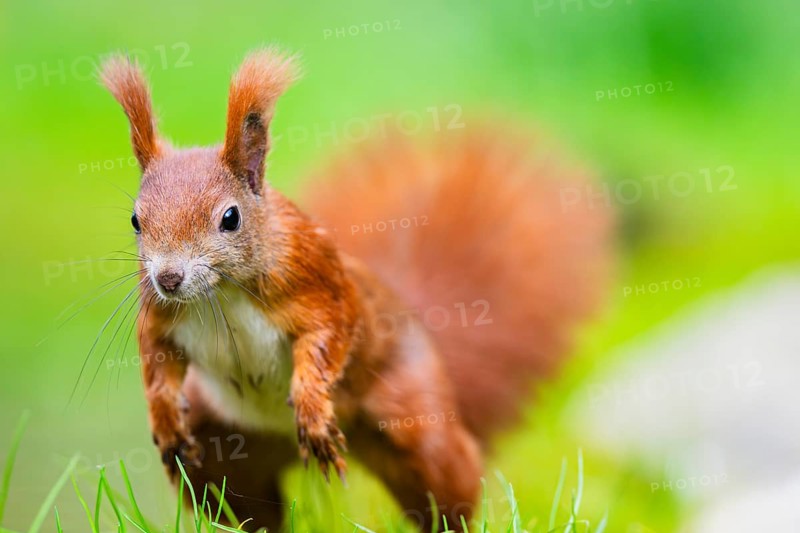 Red squirrel (Sciurus vulgaris) running in the grass, Bavaria, Gernany