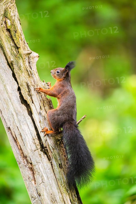 Red squirrel (Sciurus vulgaris) climbing up an old wrotten tree trunk in a forest, Bavaria, Gernany