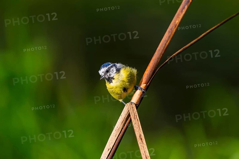 Eurasian blue tit (Cyanistes caeruleus) sitting on stem of a reed at a swamp, Bavaria, Germany