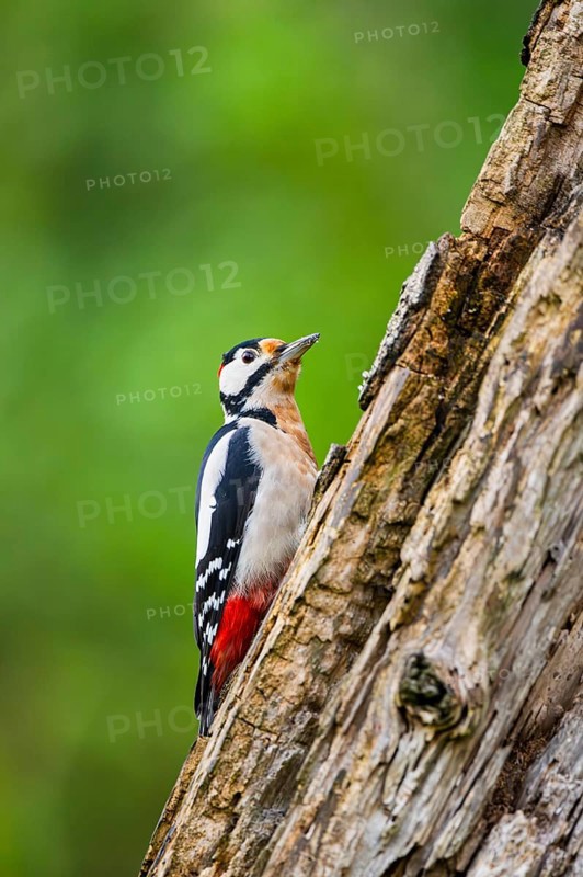 Great spotted woodpecker (Dendrocopos major) sitting on an old wrotten tree trunk in late summer, Bavaria, Germany
