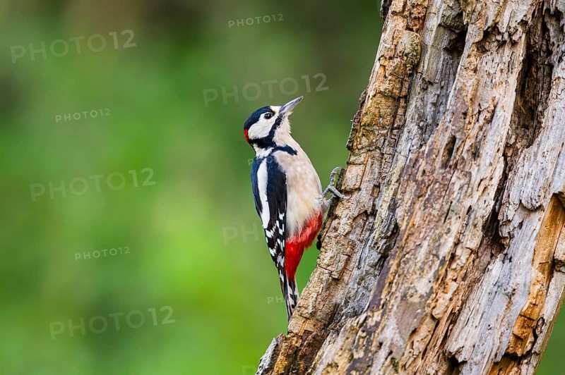 Great spotted woodpecker (Dendrocopos major) sitting on an old wrotten tree trunk in late summer, Bavaria, Germany