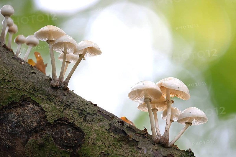 White mushrooms growing decoratively on a piece of tree bark, beech slime fungus, ringed slime fungus (Oudemansiella mucida) on a beech branch (Fagus sylvatica), Huntepadd, Hohes Ufer, Dötlingen, Lower Saxony, Germany
