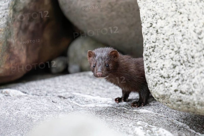 The American Mink (Mustela vison) is a graceful predator that lives by the sea in Norway near Bodø in Nordland. It skilfully searches for food among the rocks of the Vestfjord